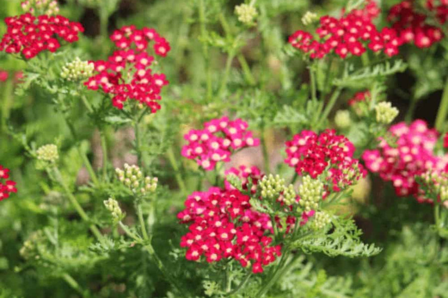Achillea (Yarrow) Care Guide