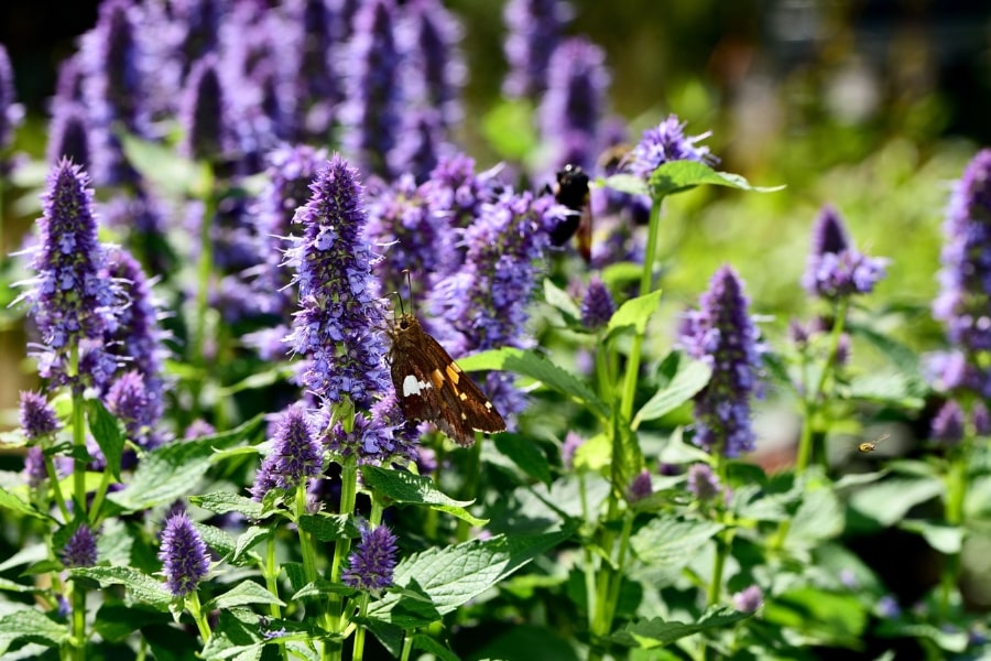 Agastache Growth & Care Guide