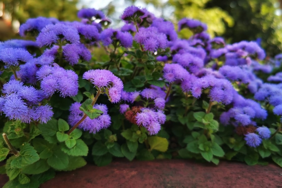 Ageratum Toxicity | Dangers for Pets, Kids & Animals