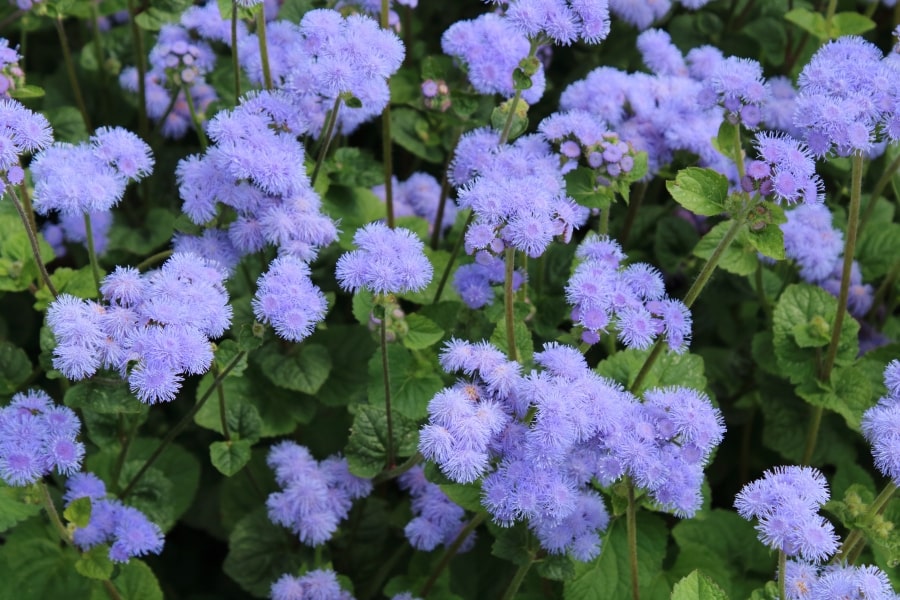 Ageratum Care Guide