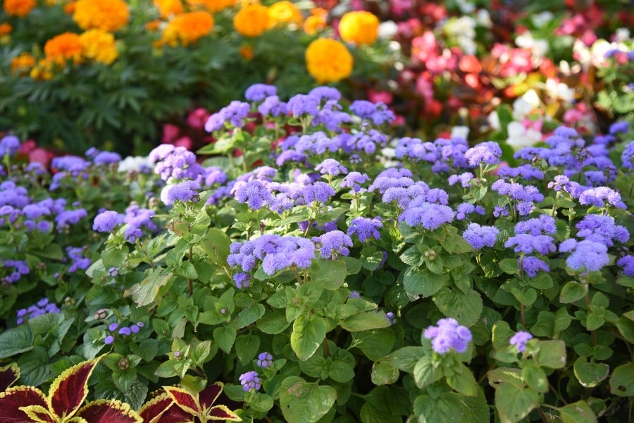 What to Plant with Ageratum