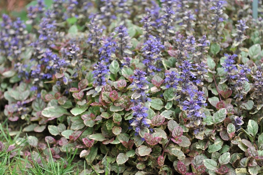 Ajuga Care Guide