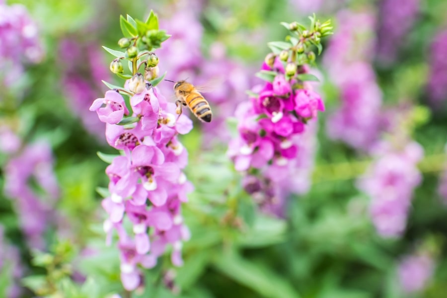 How to Attract Pollinators with Angelonia