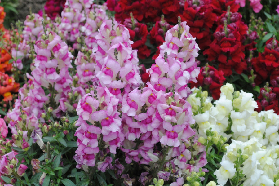 Angelonia Care Guide