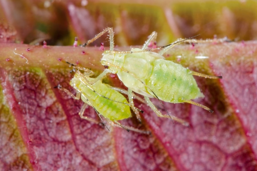 All About Aphids