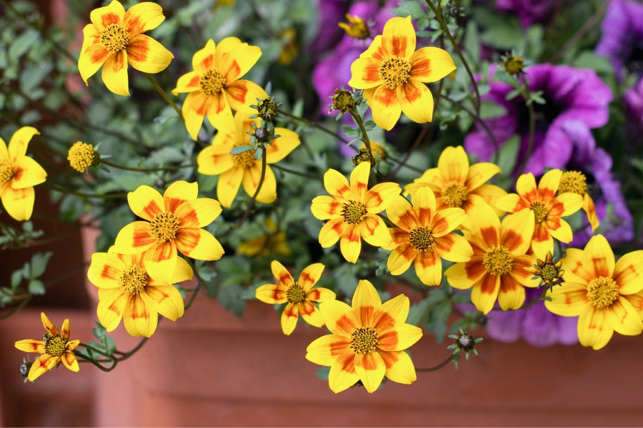 Bidens Care Guide
