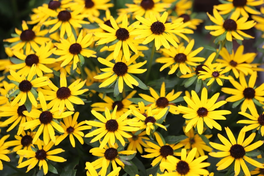 Black-Eyed Susan Guide