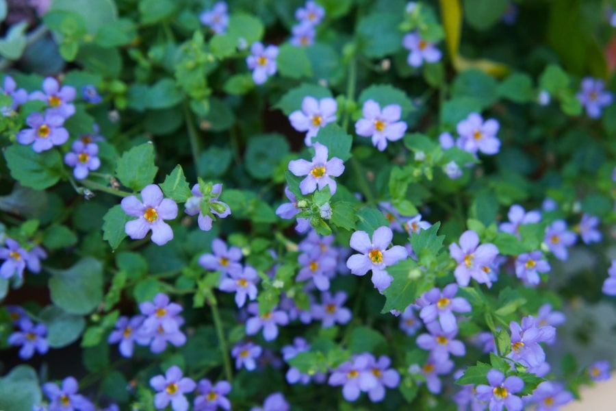 How to Propagate Bacopa