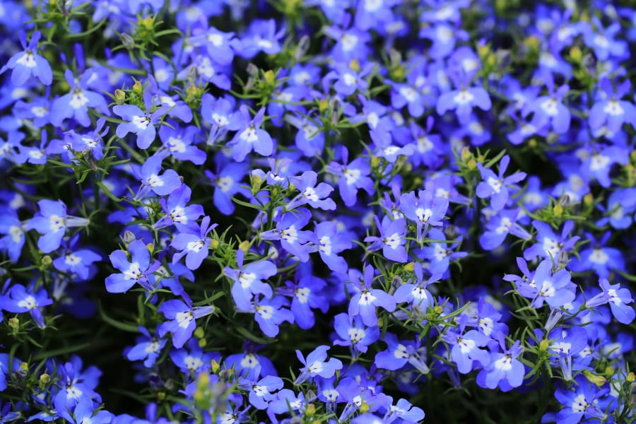 Lobelia Care Guide