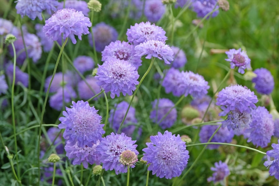Scabiosa Care Guide