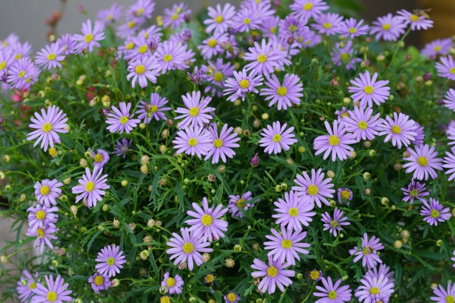 Brachyscome Care Guide