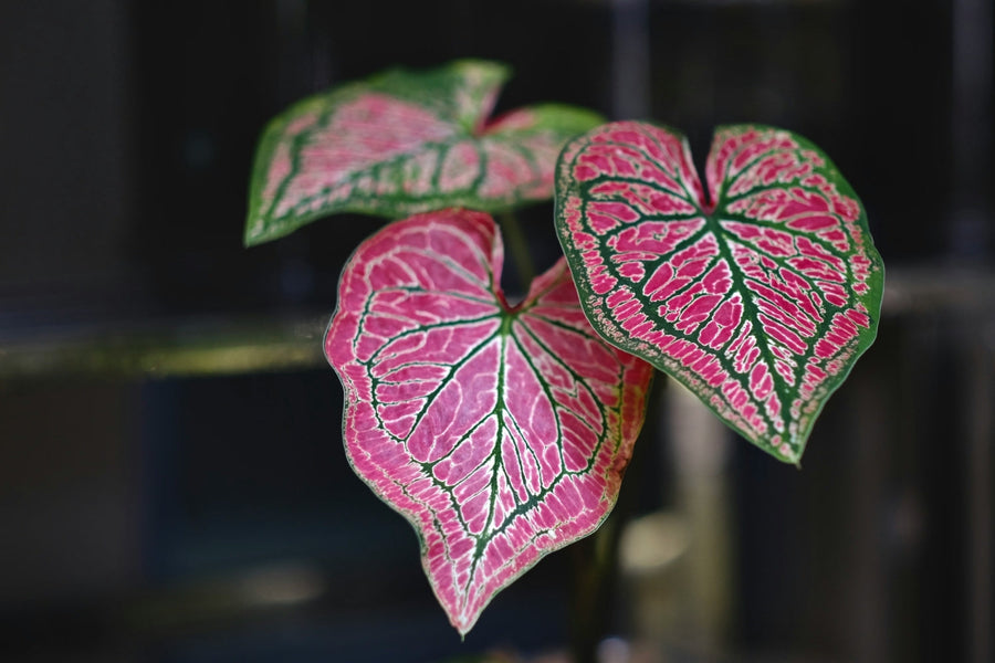 Caladium Care Guide