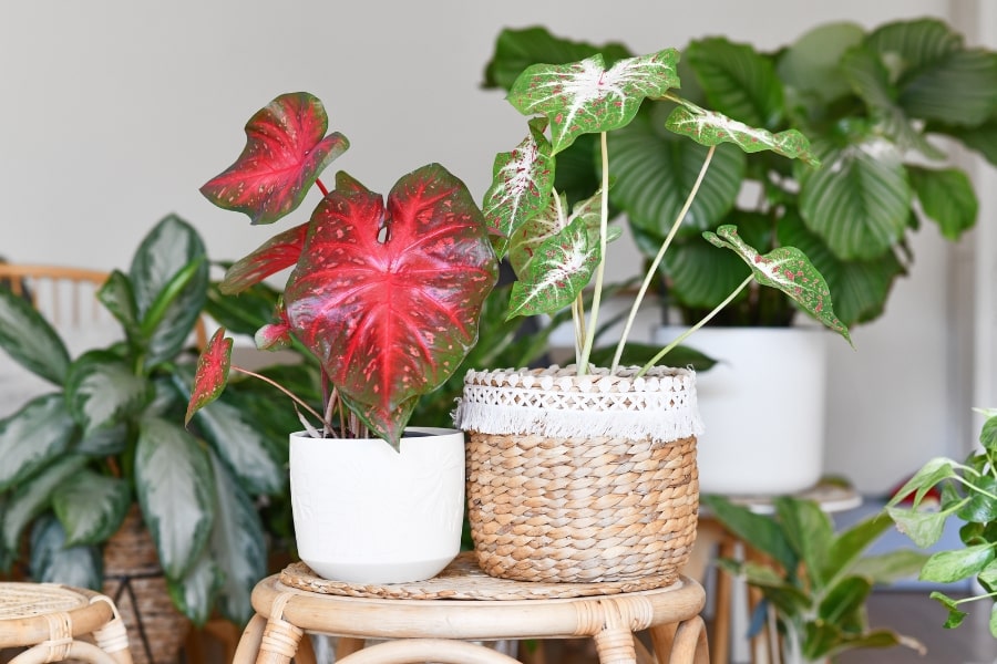 How to Grow Caladiums Indoors