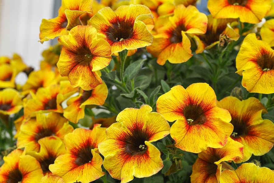 5 Companion Plants For Calibrachoa