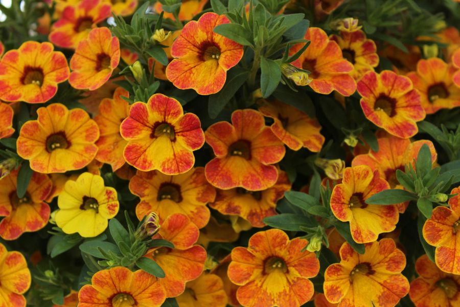 Calibrachoa Plant Guide