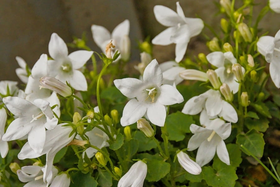Campanula Care Guide