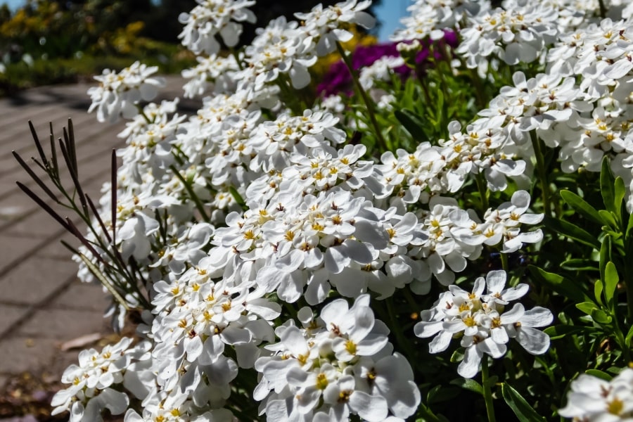 Candytuft Care Guide