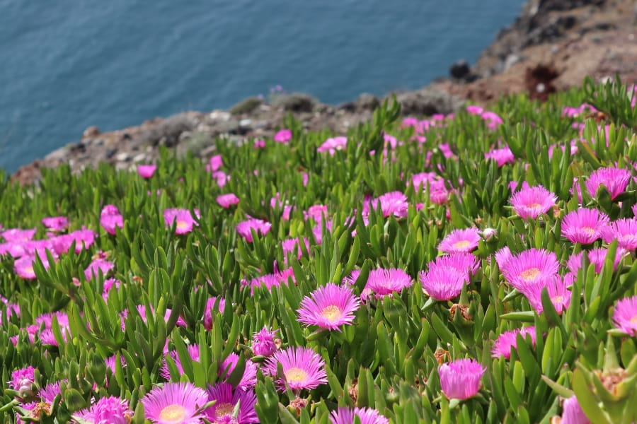 Is Ice Plant Bad