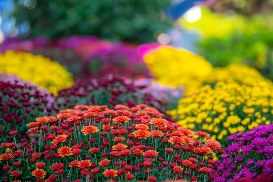 Chrysanthemum Care Guide