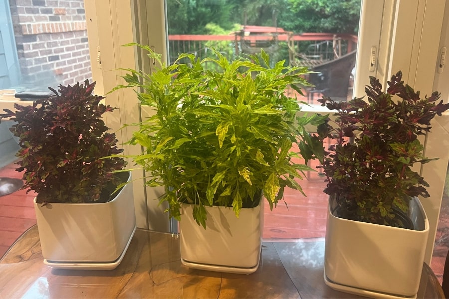 How to Grow & Care For Coleus Indoors