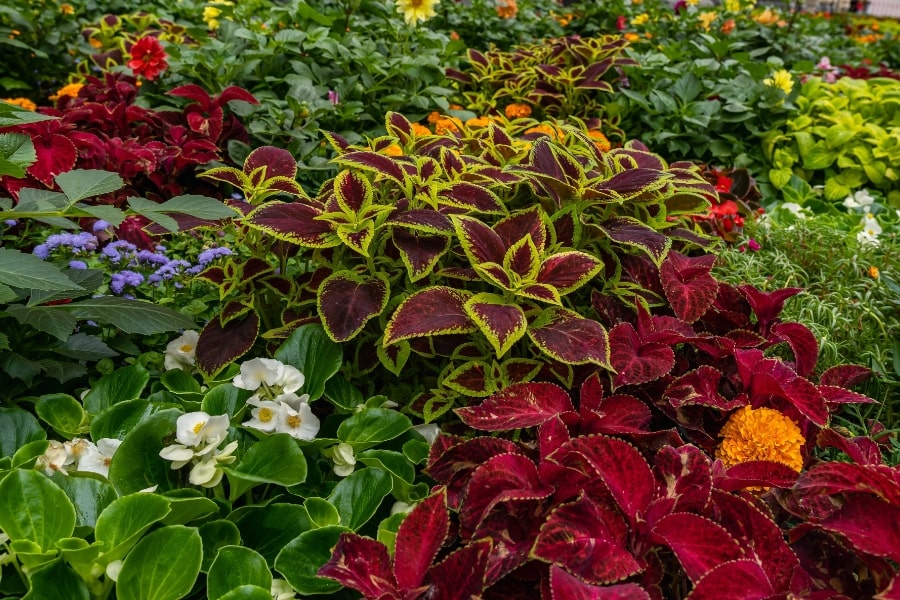 Companion Planting With Coleus