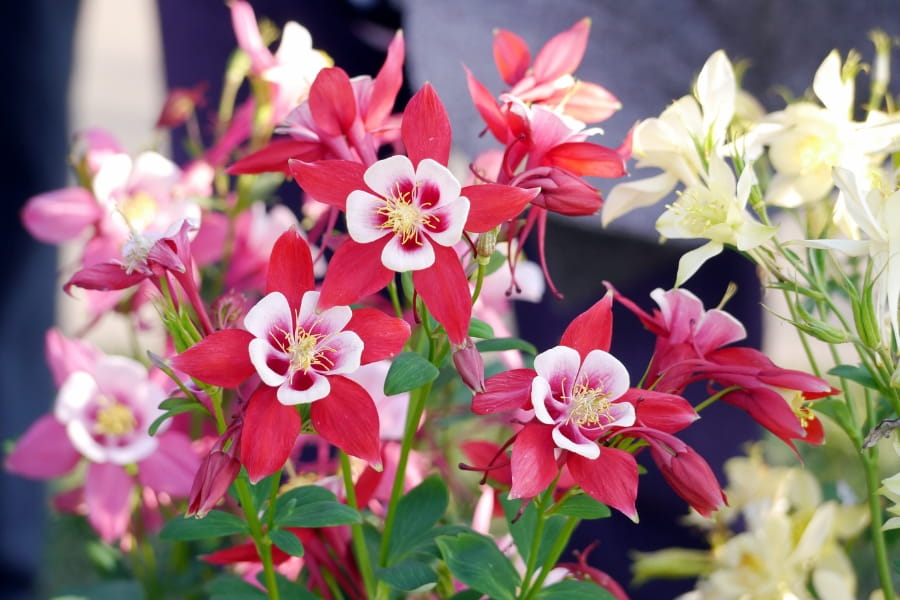 Why Columbine Is a Pollinator Favorite
