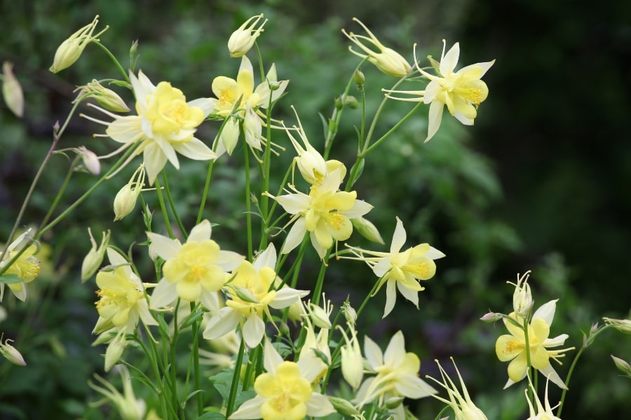 Aquilegia Care Guide