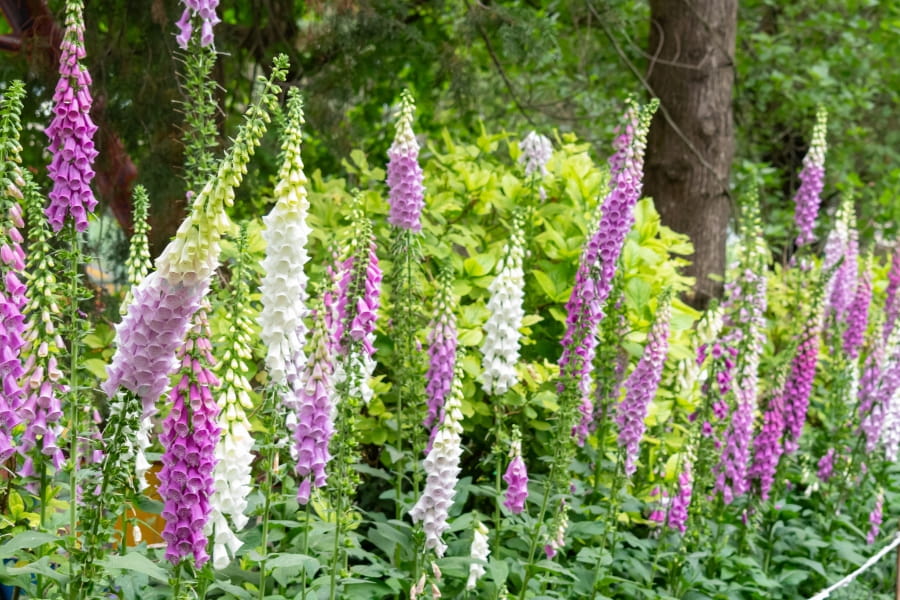 Foxglove Care Guide
