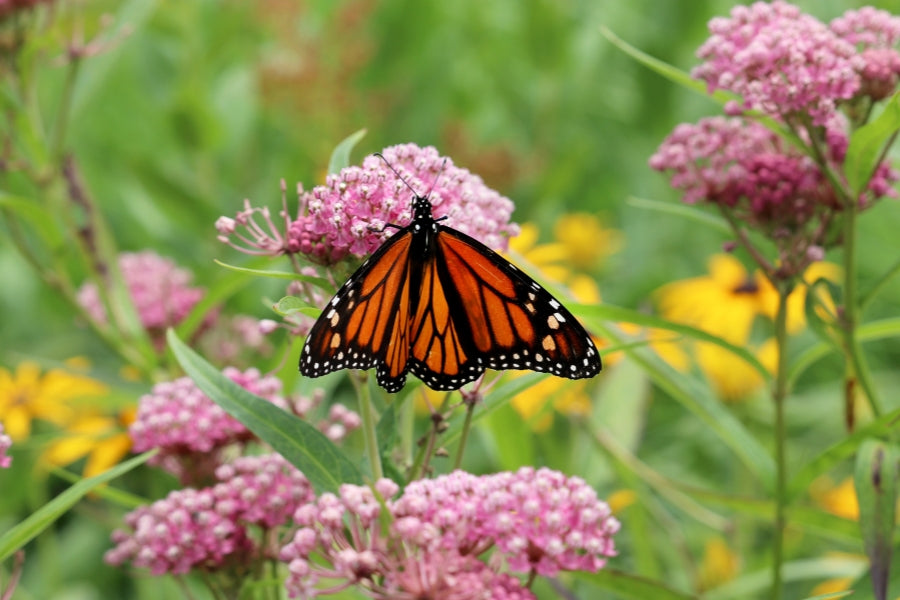 Asclepias (Milkweed) Care Guide