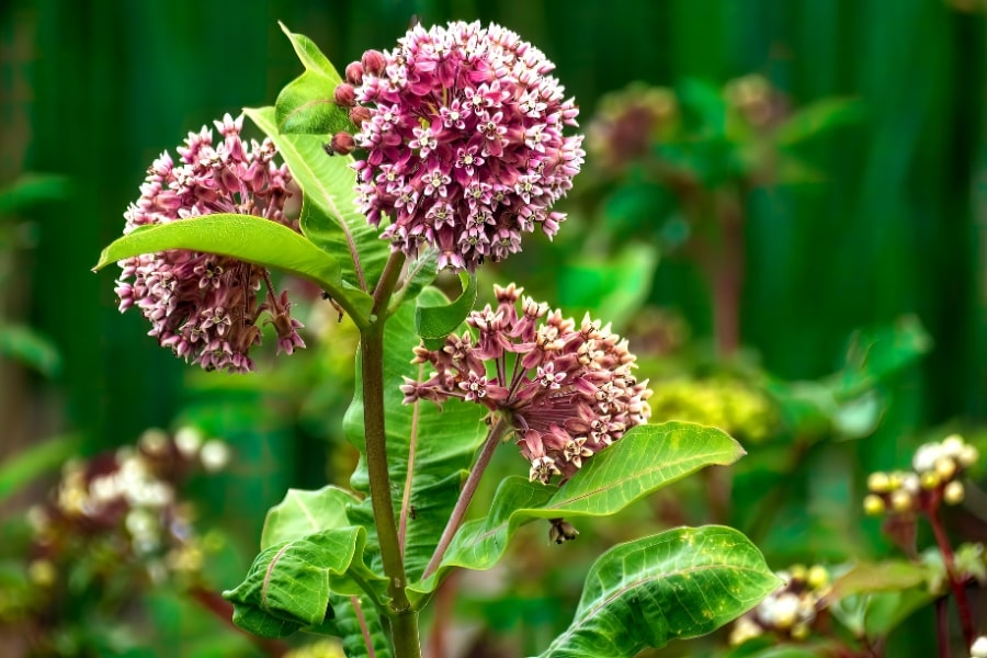 Milkweed: Edible or Toxic
