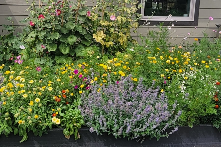What to Plant with Coreopsis