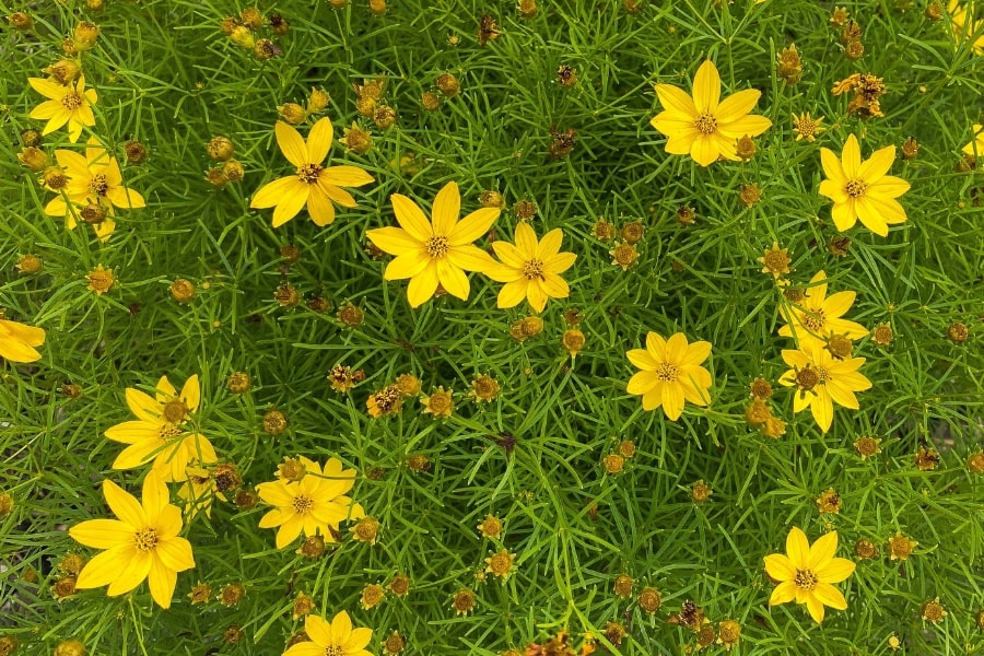 Coreopsis Care Guide
