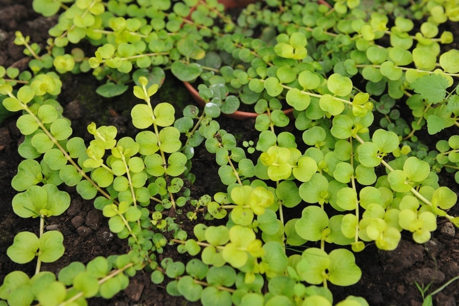 Creeping Jenny Care Guide