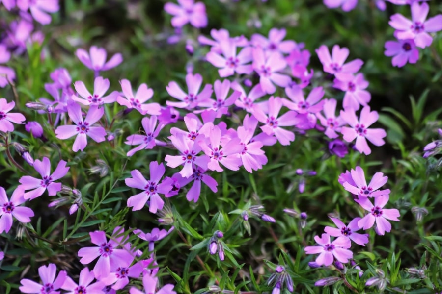 Creeping Phlox Care Guide