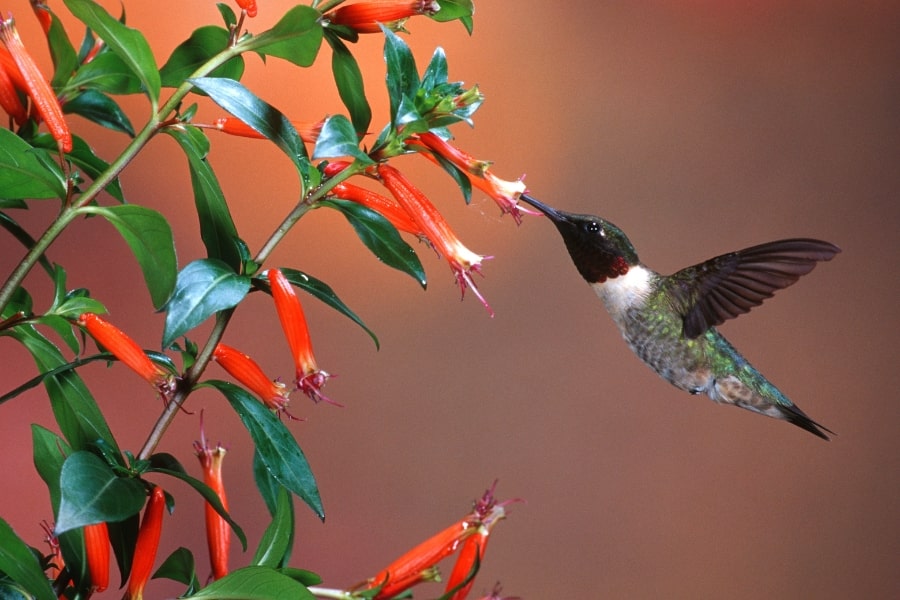 Why Hummingbirds Love Cuphea