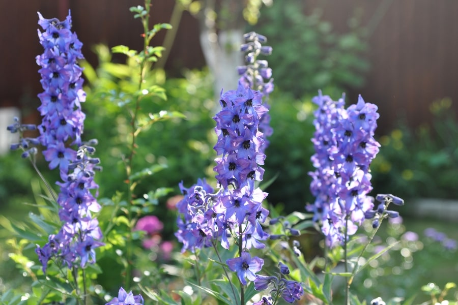 Delphinium Care Guide