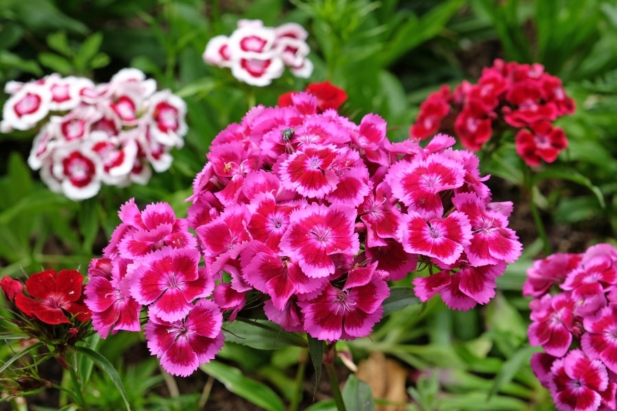 Dianthus Care Guide