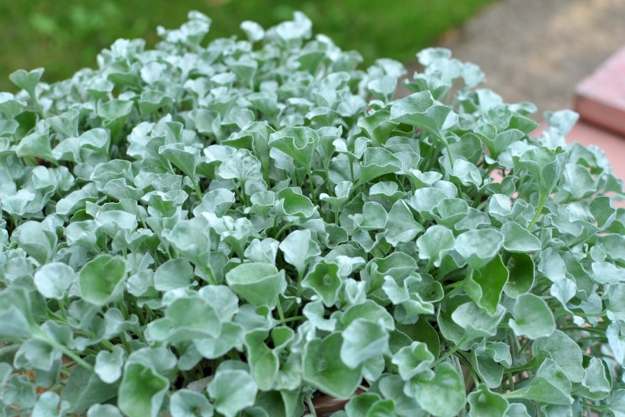 Dichondra Care Guide