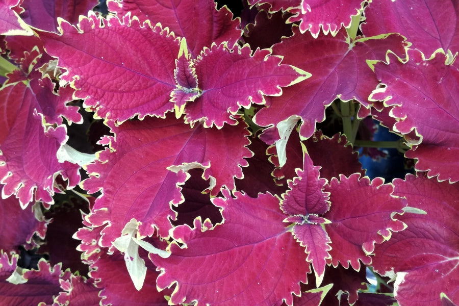 Coleus: Monocot or Dicot | Explaining Coleus Classification