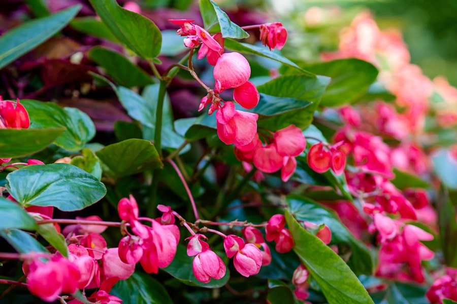 Dragon Wing Begonia Guide
