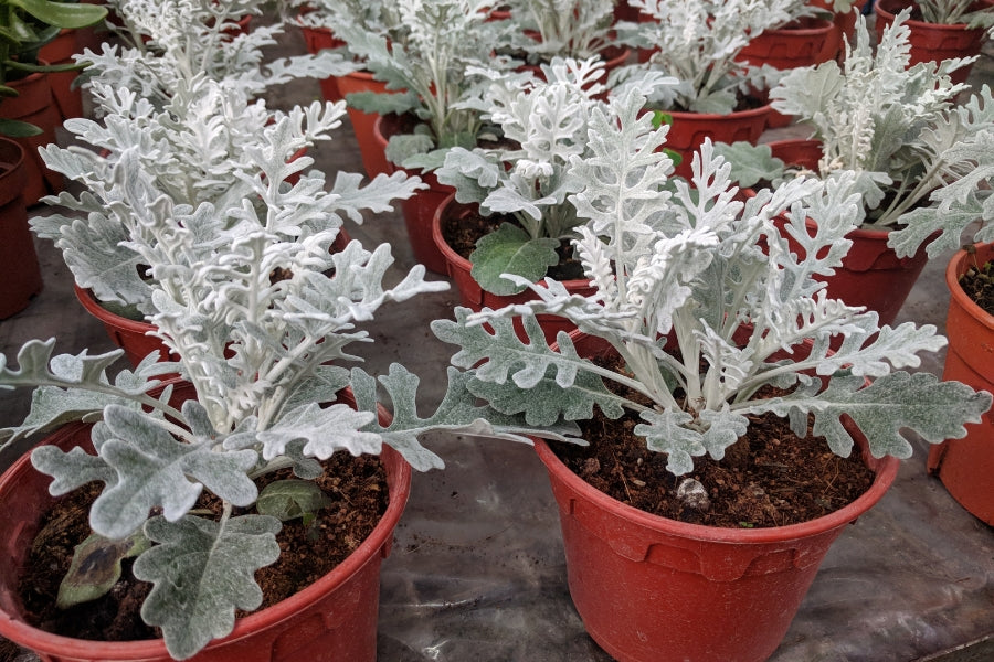 Dusty Miller Care Guide