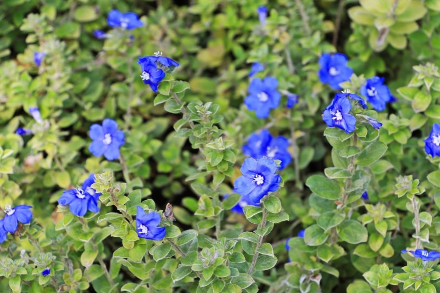 Using Blue Daze for Groundcover