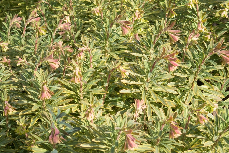 Euphorbia Care Guide