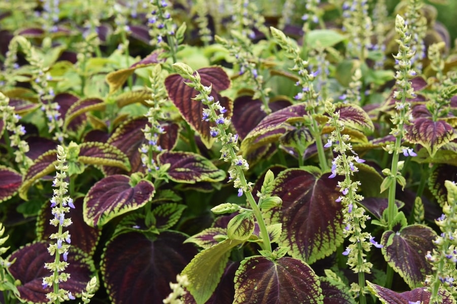Does Coleus Bloom?