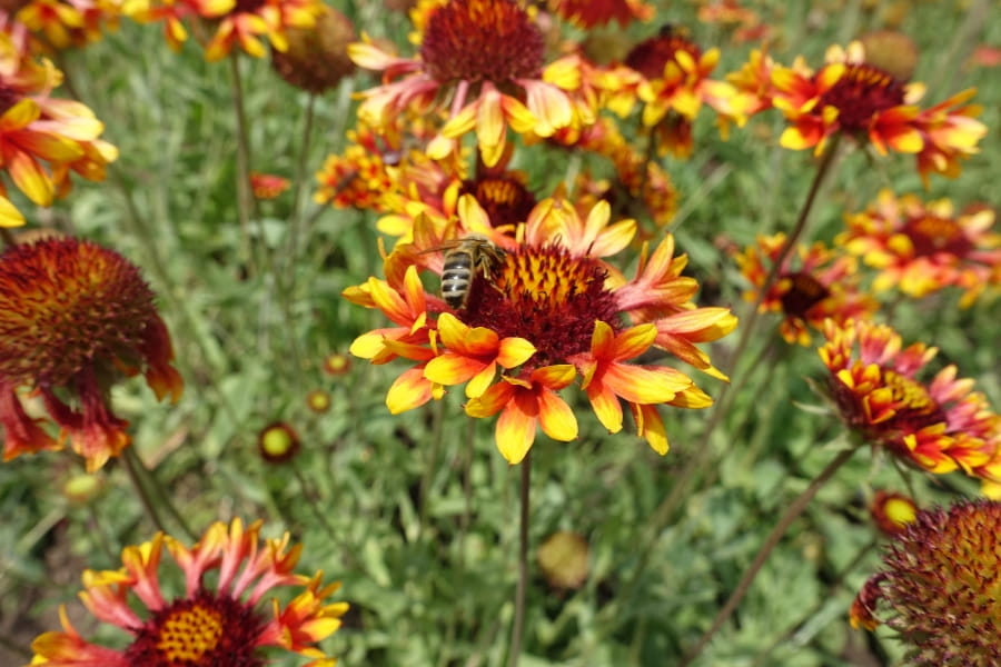 Gaillardia Care Guide