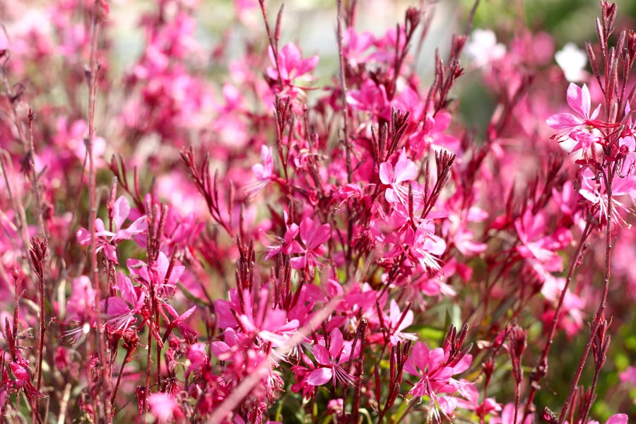 Gaura Care Guide