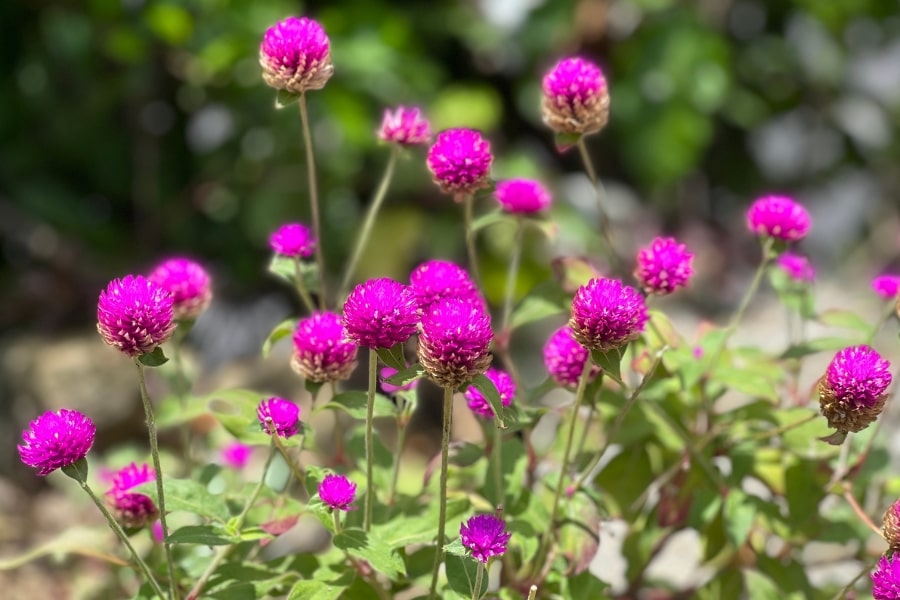 Gomphrena Care Guide