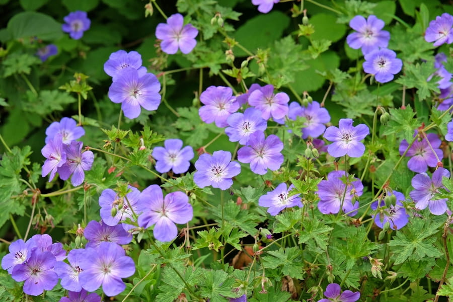 Hardy Geranium Care Guide