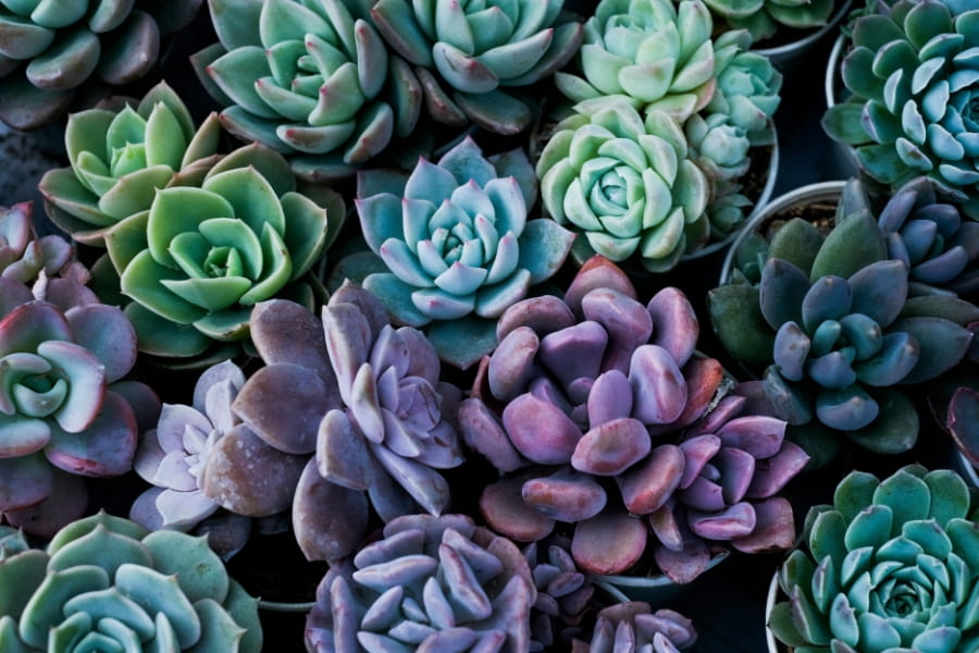 Hens & Chicks Guide