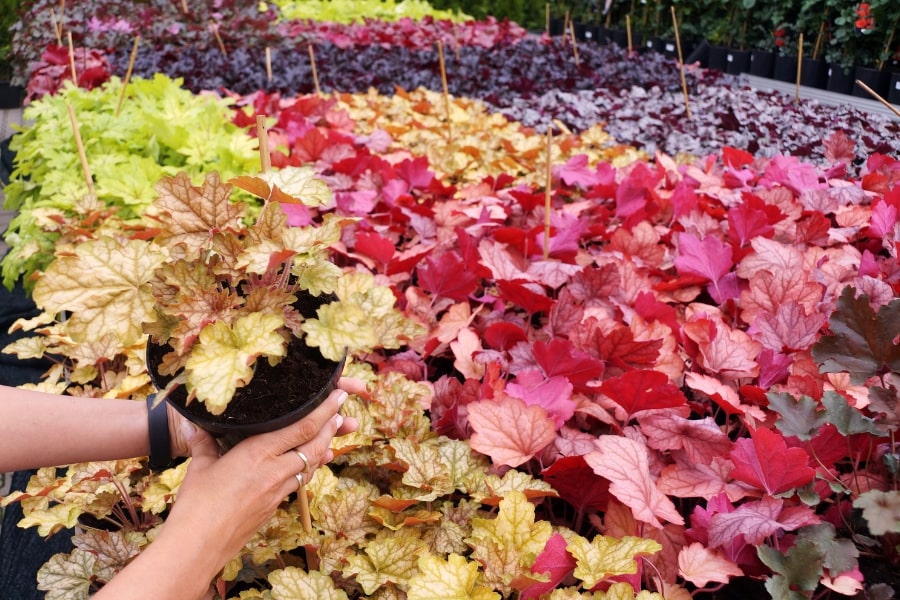 Heuchera Care Guide